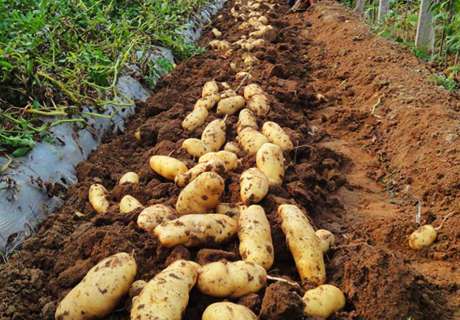 菜农种植马铃薯土豆，生长中期管理方法