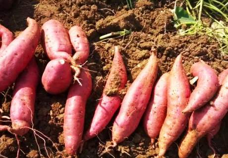 种植甘薯红薯，夏季多雨田间积水后要加强管理
