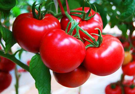 菜农种植越夏番茄西红柿，要做好保花保果措施