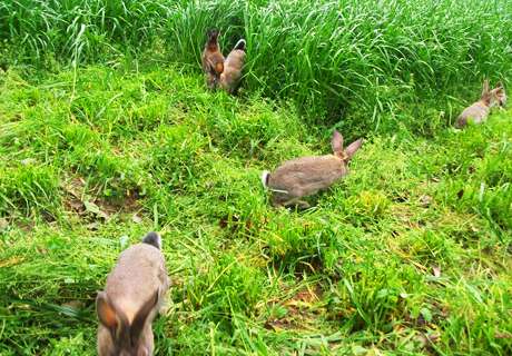 农村养殖场养兔时，肉兔育肥要抓好这几个关键点