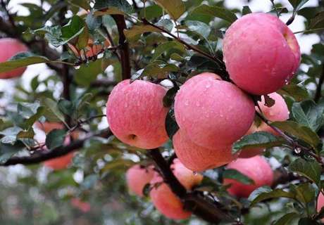 果农种植苹果树，9月下旬采摘后秋施基肥要注意