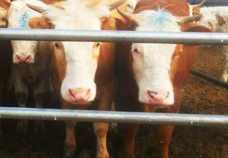 农村养殖场，如何预防牛营养衰竭呢？