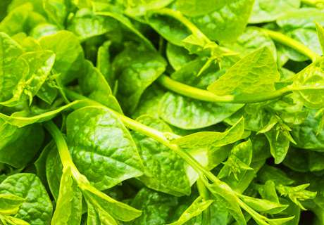 菜农种植空心菜，近期发生白锈病防治方法
