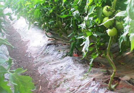 菜农种植蔬菜保护地，蔬菜根系吸收障碍问题解答