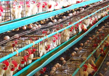 农村养殖场养鸡，发生新城疫要防重于治