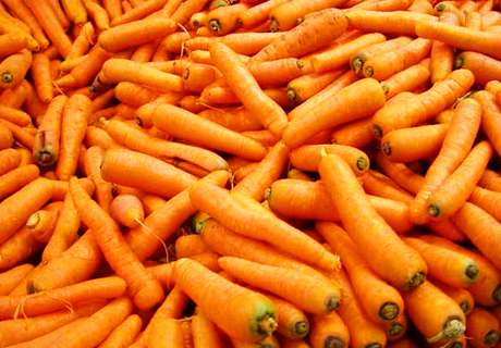 菜农种植胡萝卜，发生细菌性软腐病规律