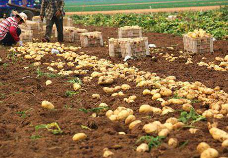 菜农种植马铃薯土豆，栽培中后期管理方法