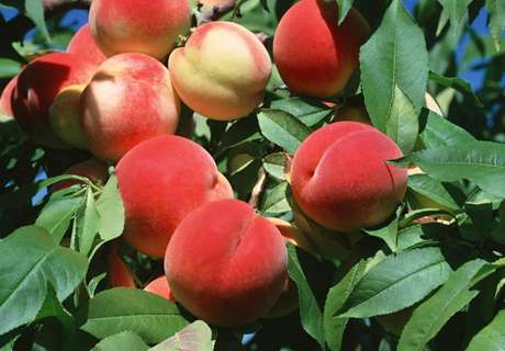 果农种植桃树，发生流胶病综合防治方法