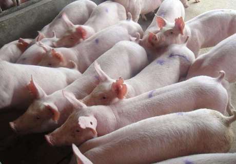 农村养殖母猪，发生产死胎几大原因分析