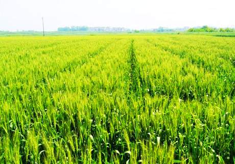 粮农种植小麦，常见土传病害有哪些？