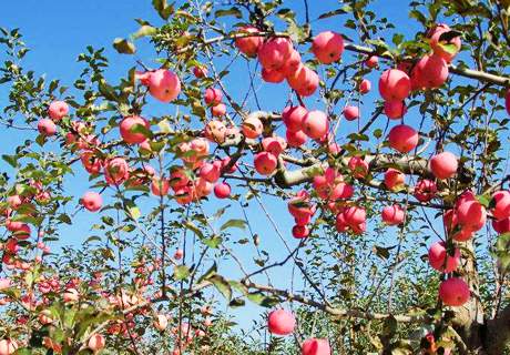 果农种植苹果树，冬春季受冻果树后期如何处理