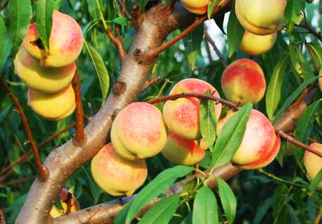 果农种植桃树，秋季园间管理很重要，来年丰产有希望