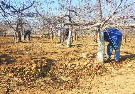 果农种植苹果树，又是一年秋冬时，修剪如何进行呢？