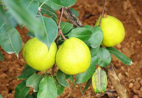 果农种植梨树，整形修剪决定产量的高低、品质的优劣