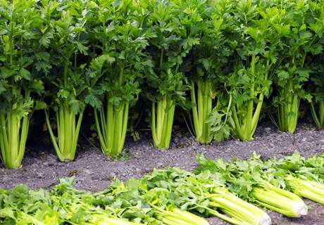 菜农种植大棚芹菜，越冬田间管理要注意