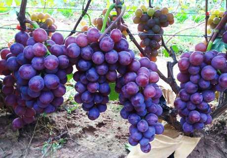果农种植红提葡萄，冬季修剪中应注意的问题