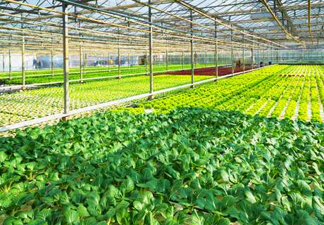 菜农冬季种植温室大棚蔬菜，农作物自身生长缓慢应对方法