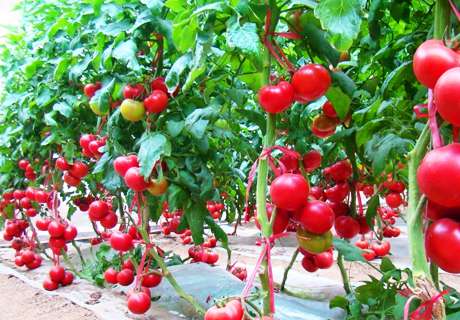 菜农种植番茄小西红柿圣女果，多施有机肥果红色好