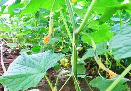 菜农种植黄瓜，发生化瓜原因巧防治