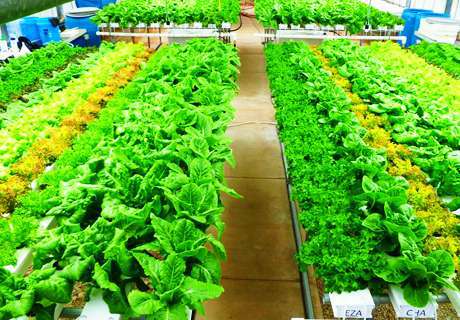 菜农种植有机蔬菜，菜田如何合理除草？
