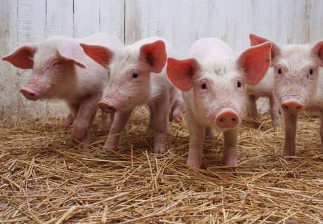 春季养猪留心防治猪流感、仔猪腹泻、猪霉形体肺炎