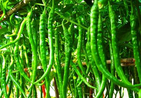 菜农种植辣椒，注意这四要点高产品质佳