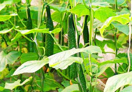 菜农种植黄瓜，发生枯萎病预防及防治方法