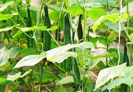 菜农种植大棚黄瓜，常见病虫害防治方法