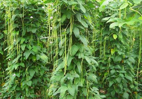 菜农种植豆角，架上结荚期科学管理方法