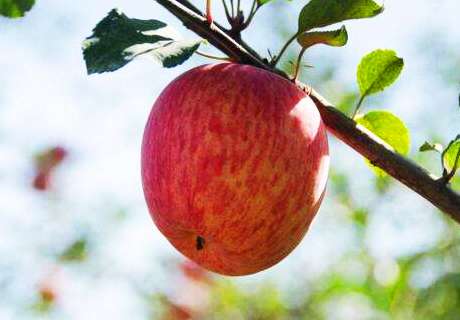 果农种植苹果树，5月田间管理要注意