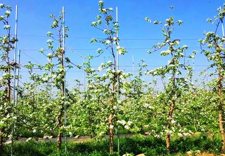 果农种植苹果，集约矮砧密植栽培技术
