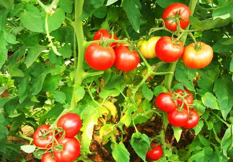 菜农种植番茄西红柿，转色期要注意