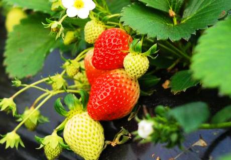 果农种植草莓，冬季防止温室大棚畸形有方法