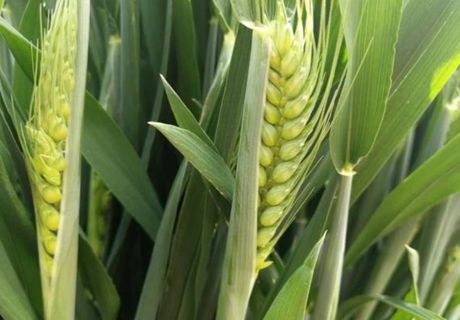 芸苔素内酯、硼肥、磷酸二氢钾在小麦上到底如何用？